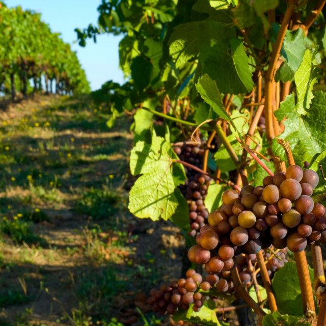 LAS SALINAS_bodegas1