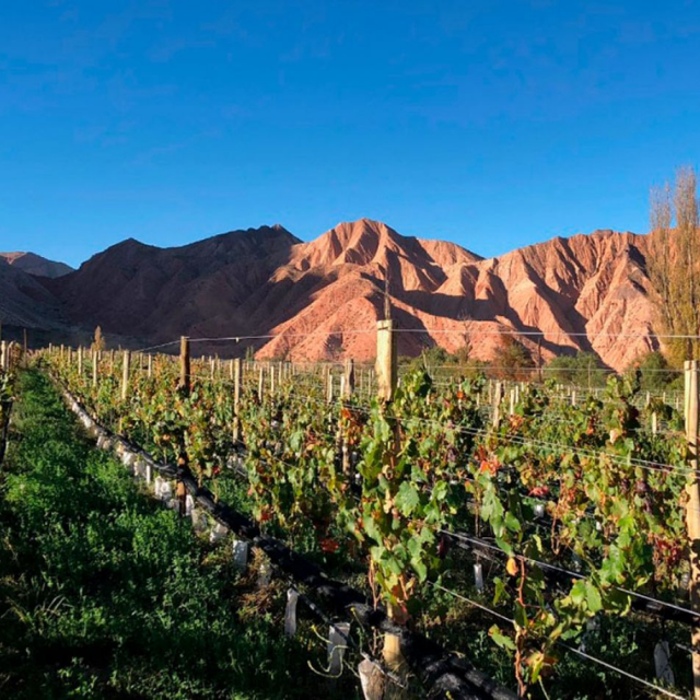 LAS SALINAS_bodegas4