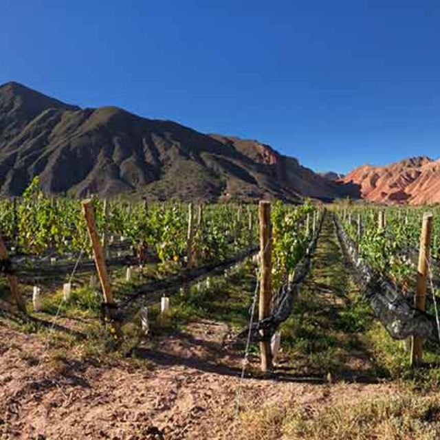 LAS SALINAS_bodegas5
