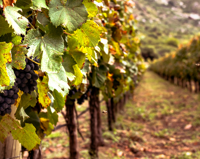 LAS SALINAS_bodegas3